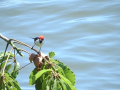 Paroaria gularis