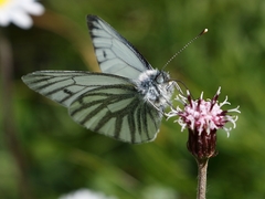 Pieris bryoniae