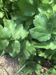 Tordylieae