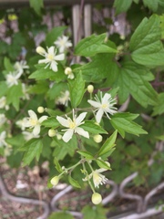 Clematis apiifolia