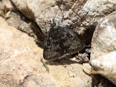 Metaxmeste phrygialis