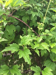 Clematis apiifolia