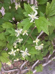 Clematis apiifolia