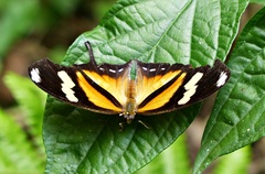 Consul fabius drurii