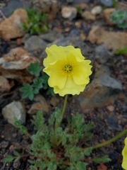 Papaver radicatum alaskanum