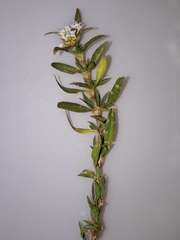 Spermacoce densiflora