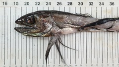 Alepisaurus brevirostris