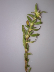 Spermacoce densiflora