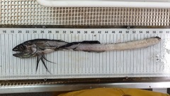 Alepisaurus brevirostris