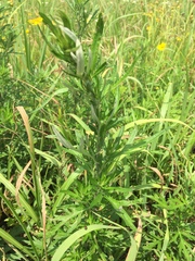 Artemisia princeps