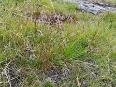 Luzula spicata