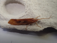 Limnephilus rhombicus