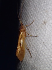 Limnephilus rhombicus