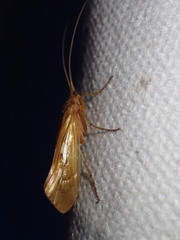 Limnephilus rhombicus