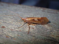 Limnephilus rhombicus