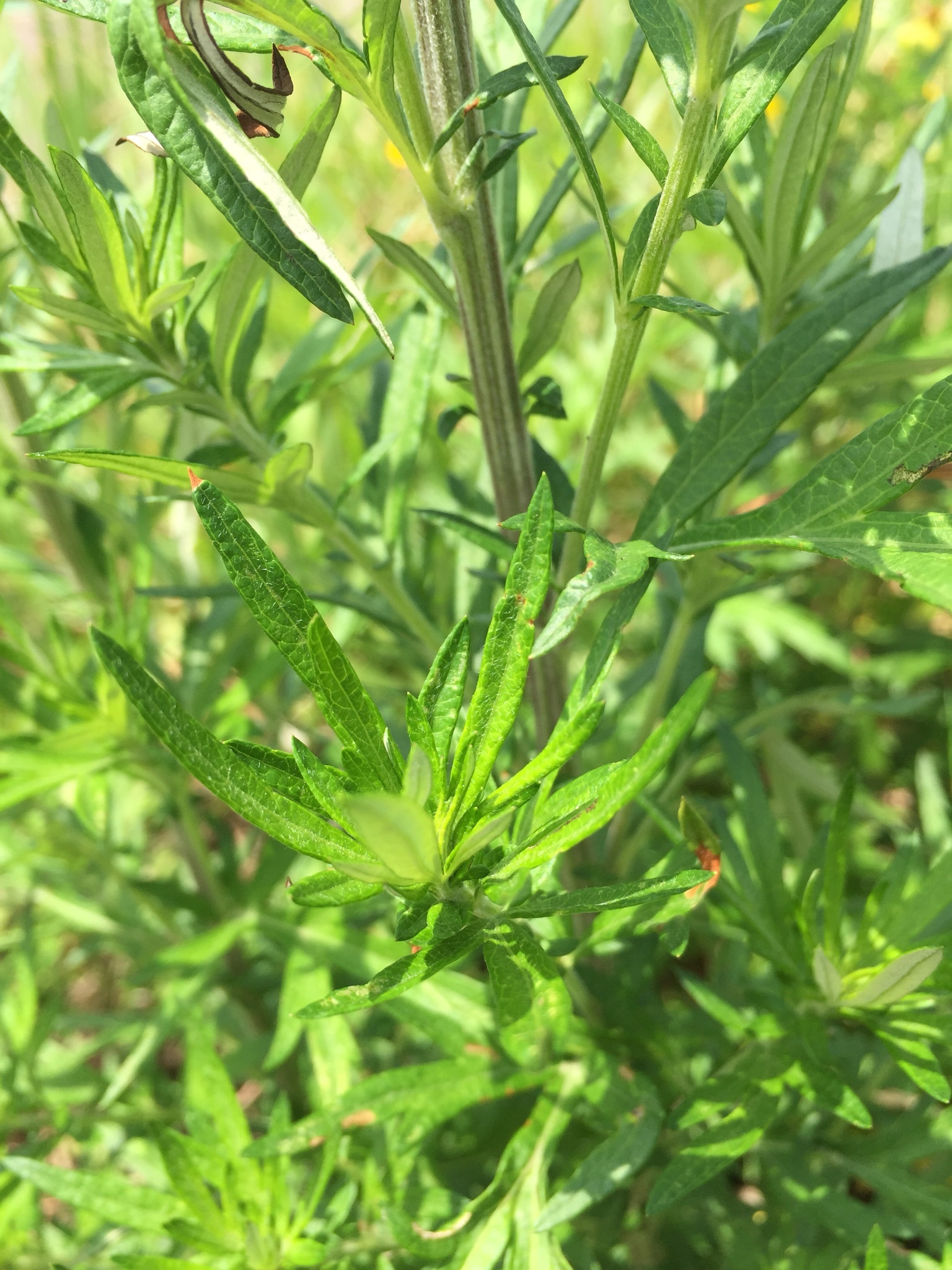 Japanese Mugwort (Artemisia princeps) · iNaturalist
