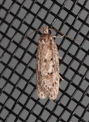 Acantholena siccella