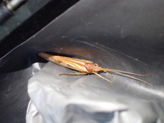 Limnephilus rhombicus