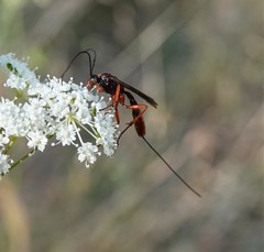 Ichneumonidae