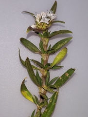 Spermacoce densiflora