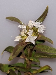 Spermacoce densiflora