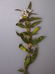 Spermacoce densiflora