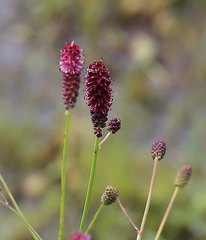Sanguisorba longifolia