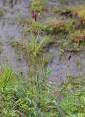 Sanguisorba longifolia