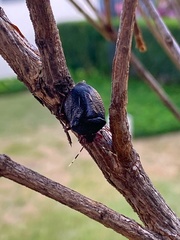 Antiteuchus mixtus