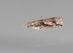 Holocola thalassinana