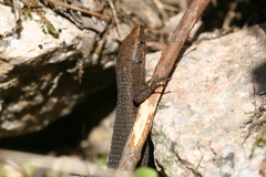 Algyroides fitzingeri