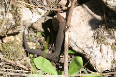 Algyroides fitzingeri