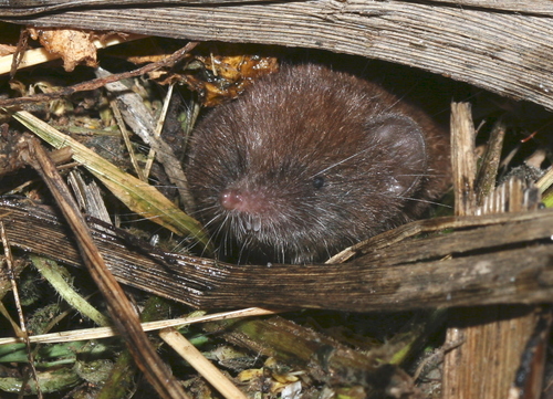Güldenstädt's shrew