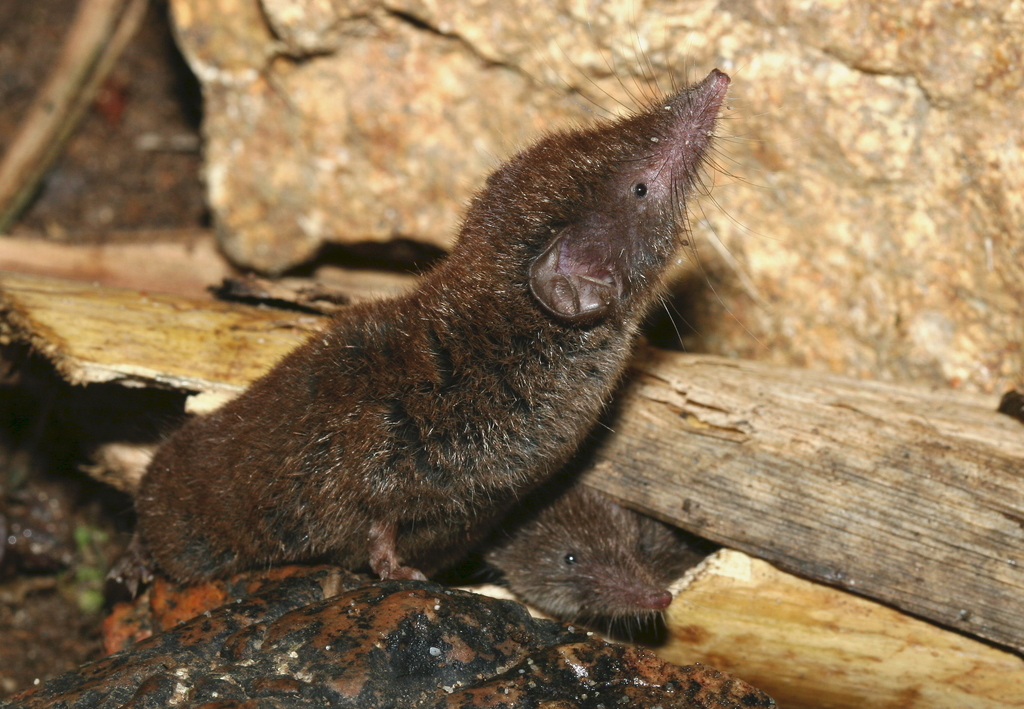 Güldenstädt's shrew