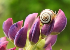 Helicella itala