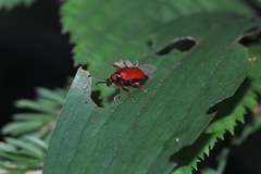 Lilioceris schneideri