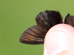 Erebia epiphron