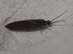 Sisyridae