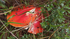 Amanita muscaria flavivolvata