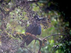 Cephalopterus ornatus