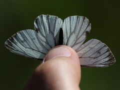 Pieris bryoniae