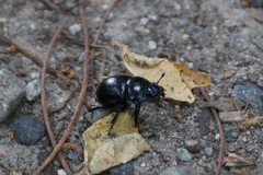 Anoplotrupes
