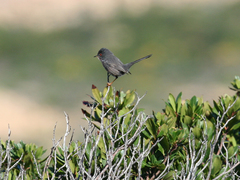 Curruca sarda