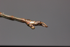 Diapheromera calcarata