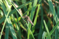 Promachus vertebratus