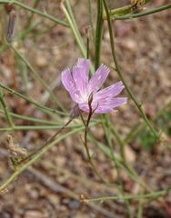 Stephanomeria thurberi