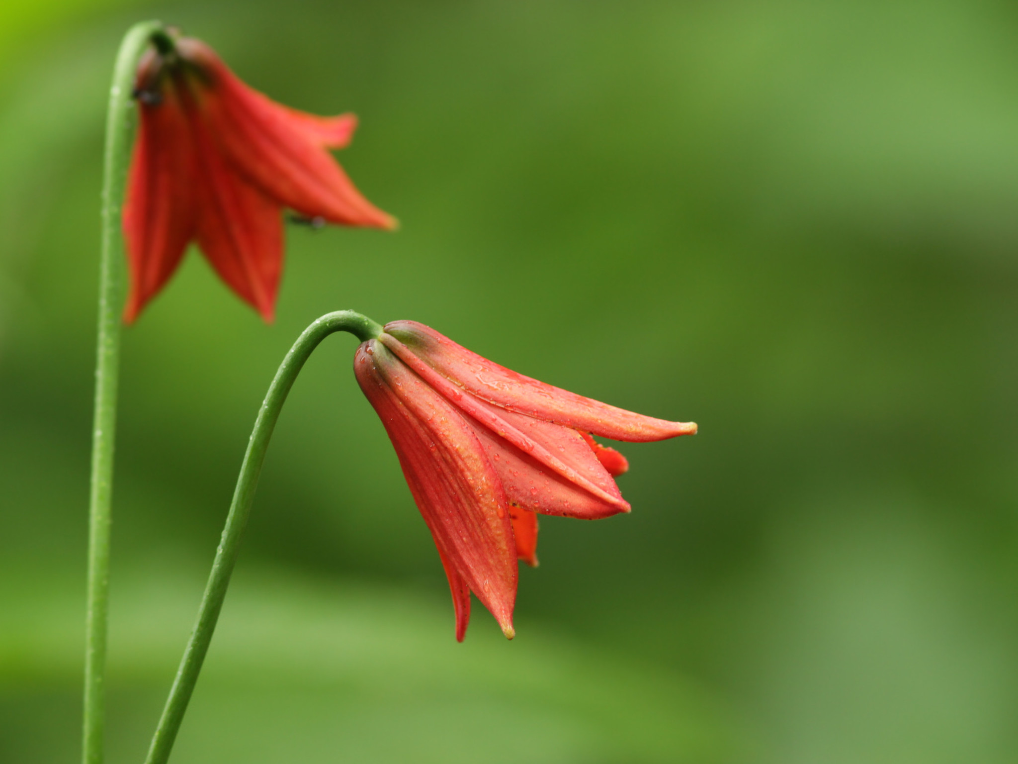 Azucenas (Género Lilium) · NaturaLista Mexico