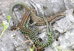 Tyrrhenian Wall Lizard photo 4