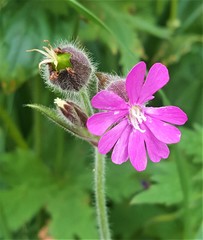 Silene dioica