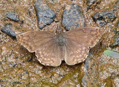 Anisochoria sublimbata
